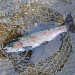 ルアー＆フライで楽しめました